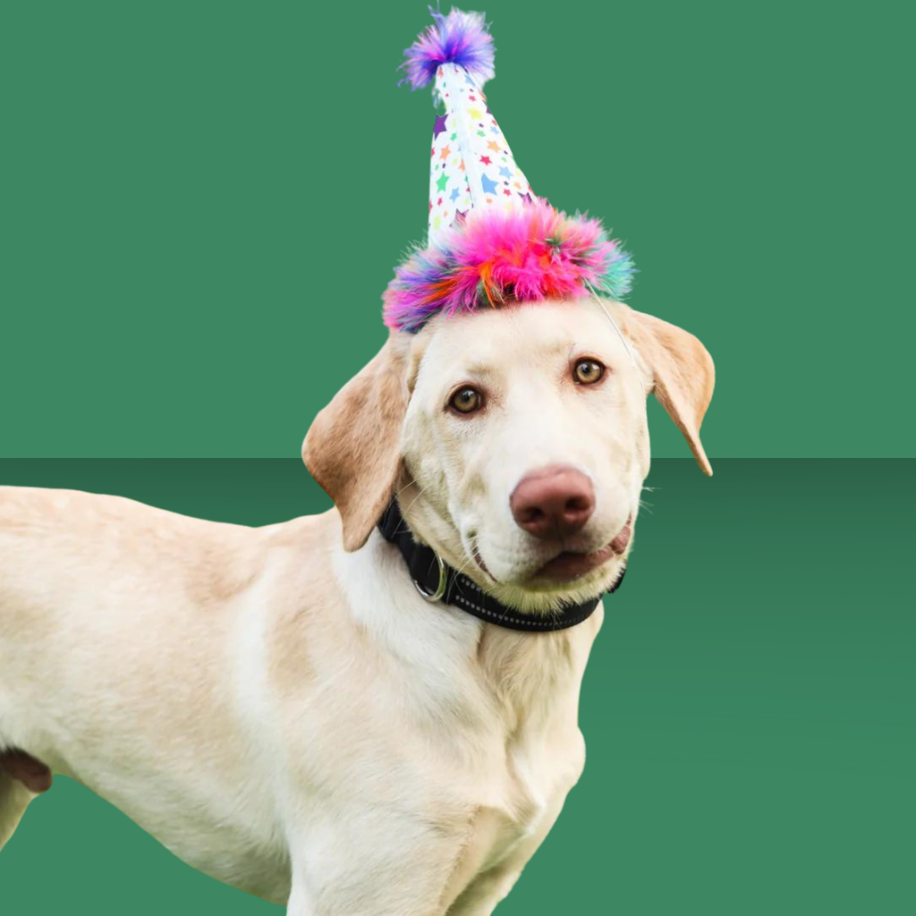 Party Hat Superstars L