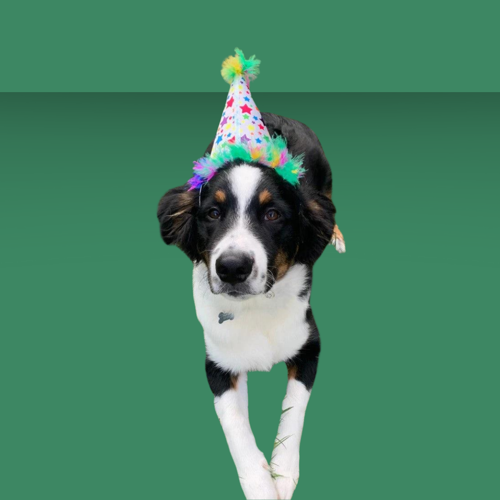 Party Hat Superstars S