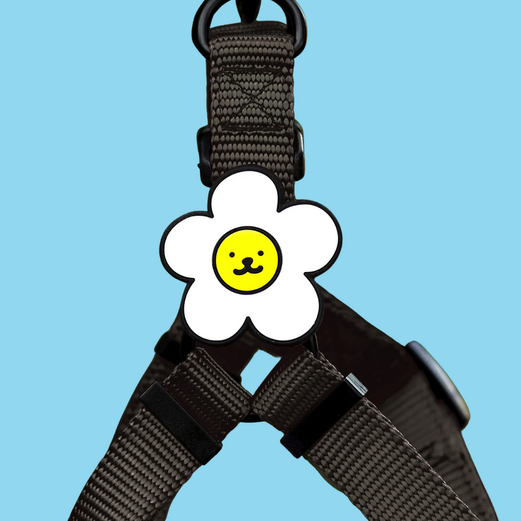 Dog Jiby Daisy - White