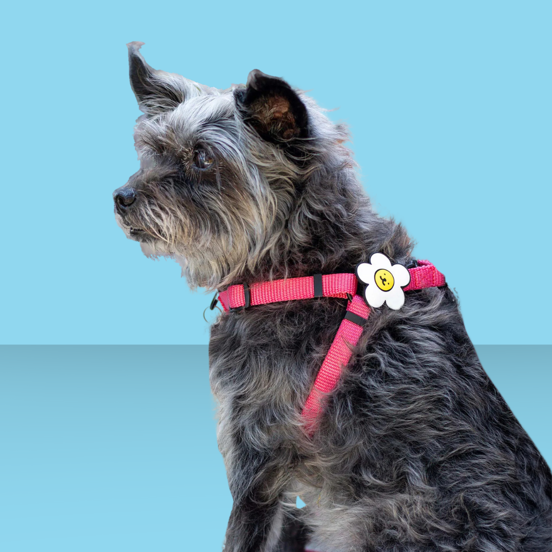 Dog Jiby Daisy - White