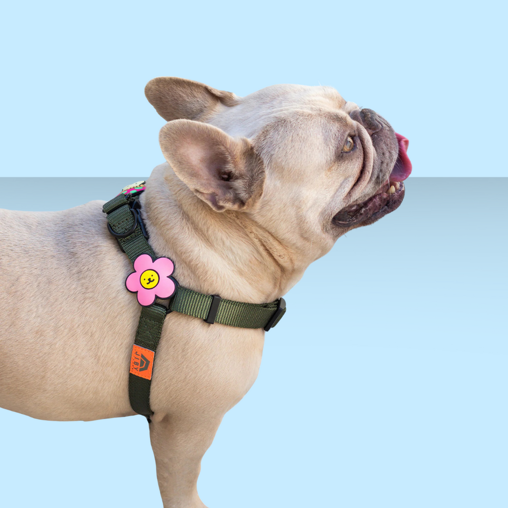 Dog Jiby Daisy - Pink