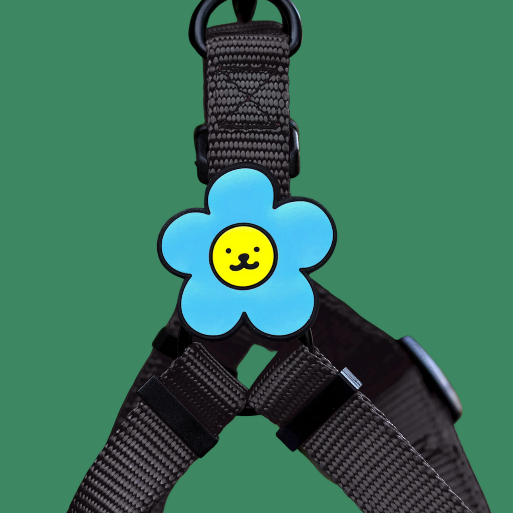 Dog Jiby Daisy - Blue