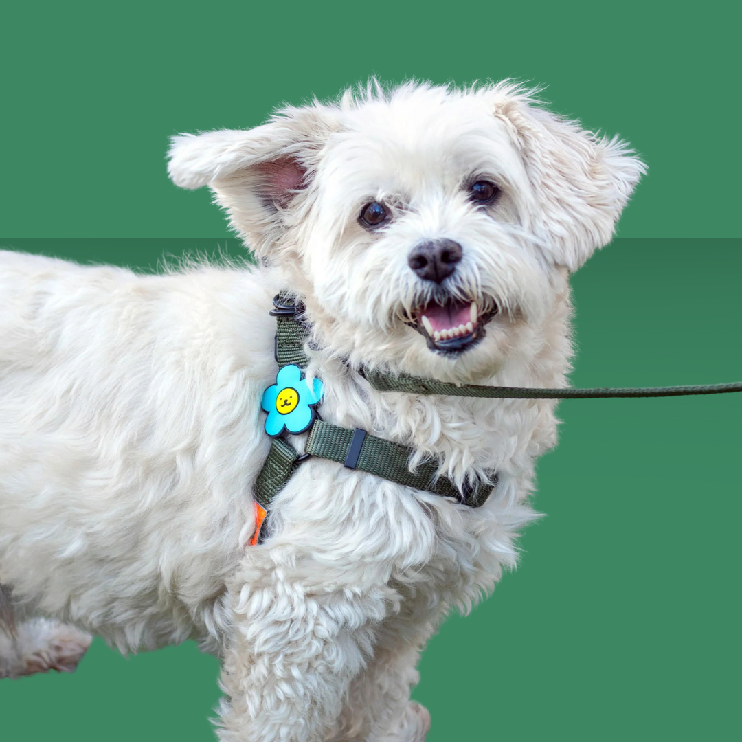 Dog Jiby Daisy - Blue