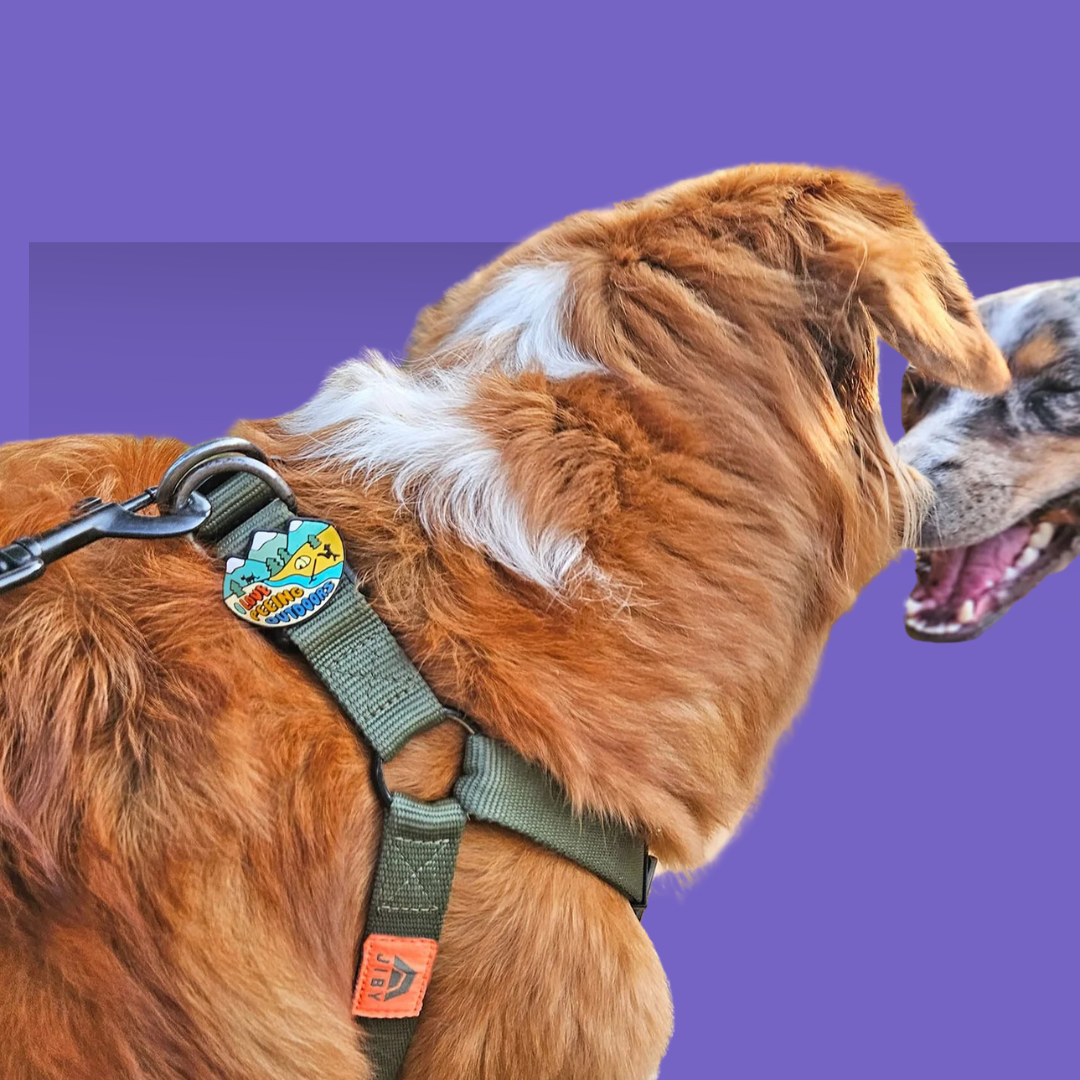 Dog Jiby Peeing Outdoors