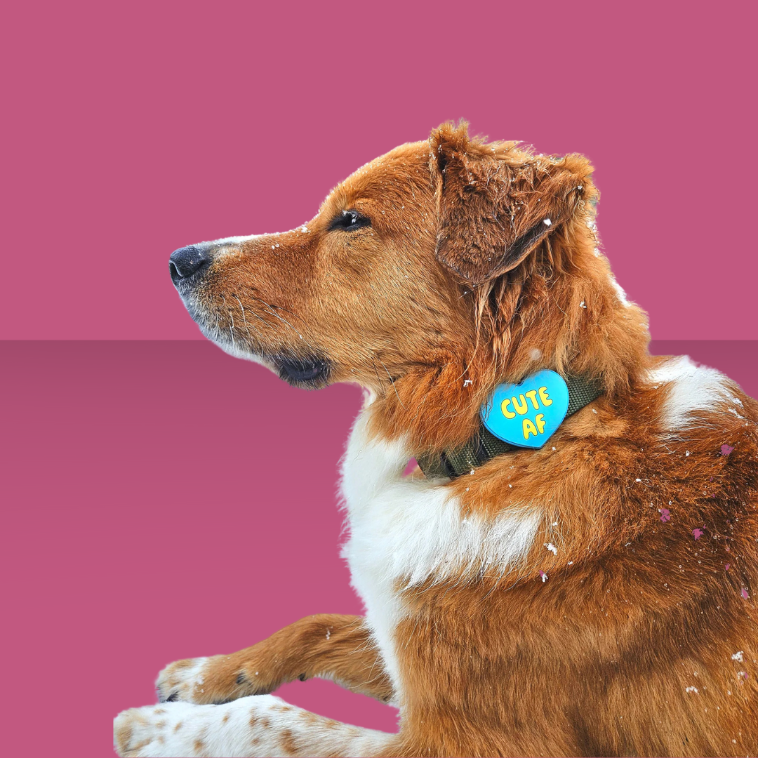 Dog Jiby Cute AF Blue