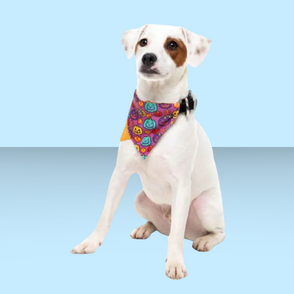 FuzzYard Bandana Oh My Gourd! M/L