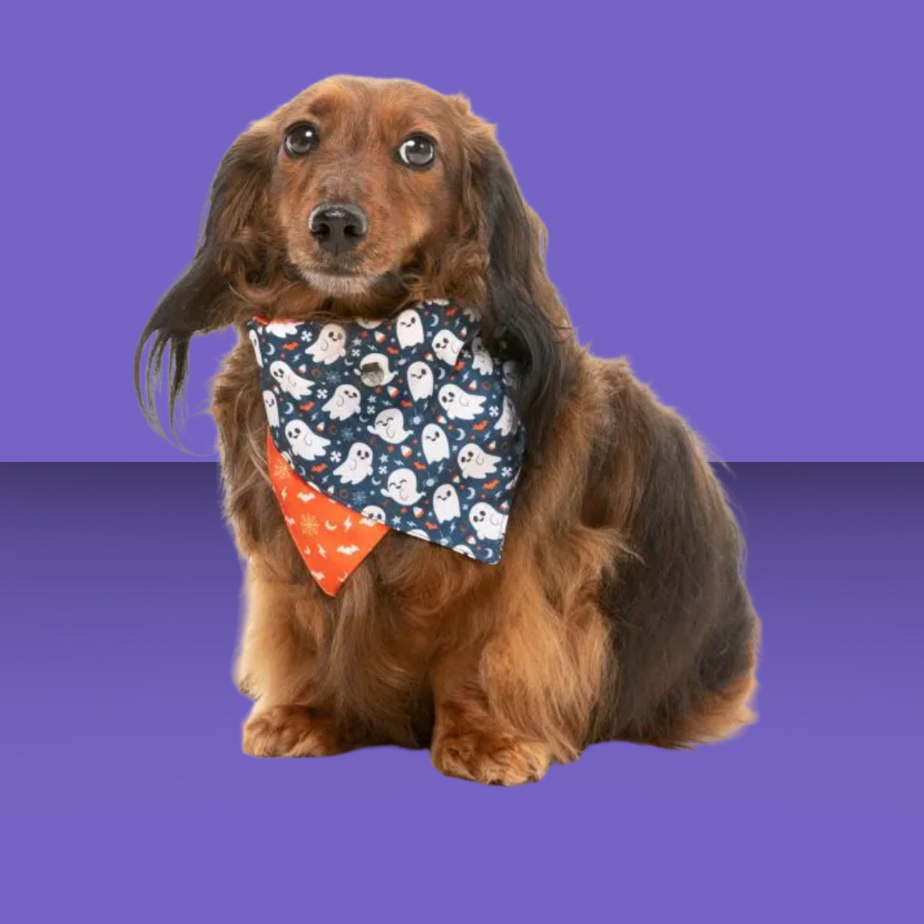 FuzzYard Bandana That's the Spirit S/M