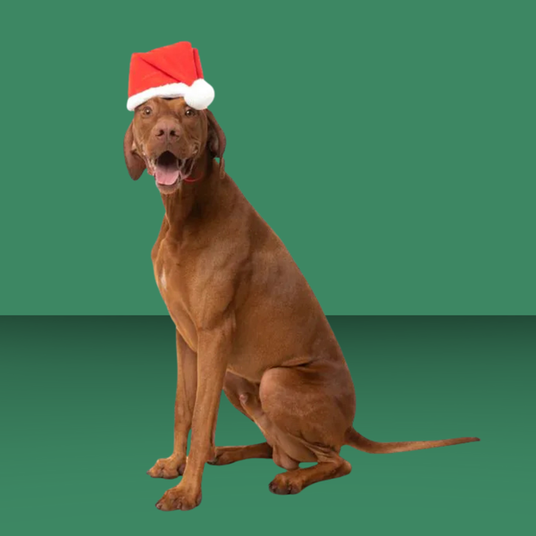 Fuzzyard Santa Hat L/XL