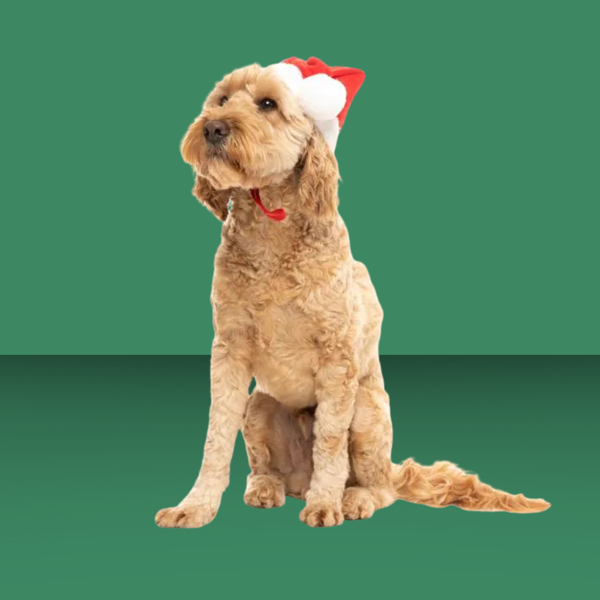 Fuzzyard Santa Hat L/XL