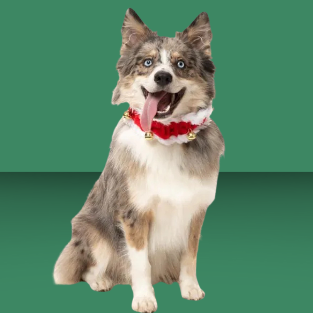 Fuzzyard Jingle Bell Collar S/M