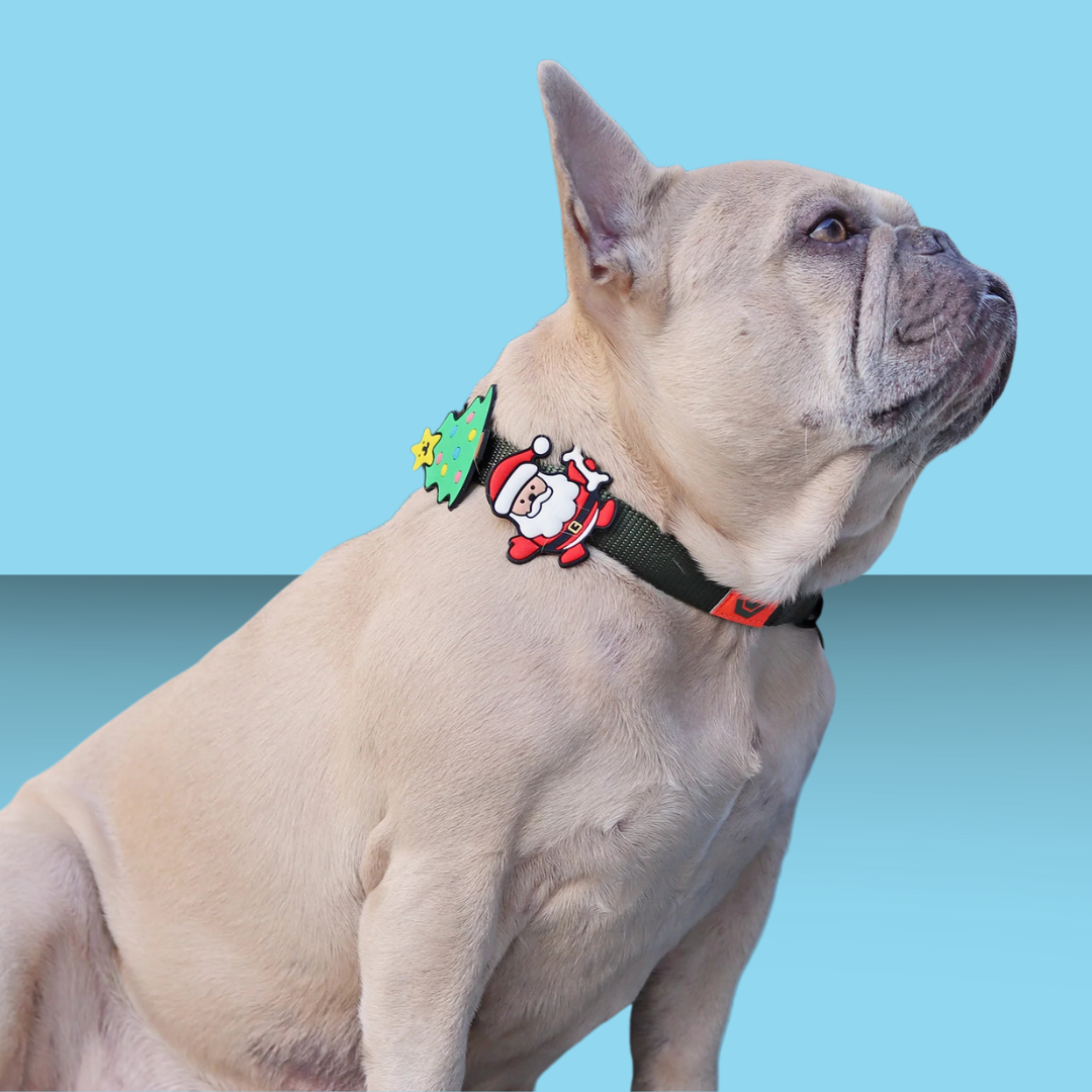 Dog Jiby Santa Claus